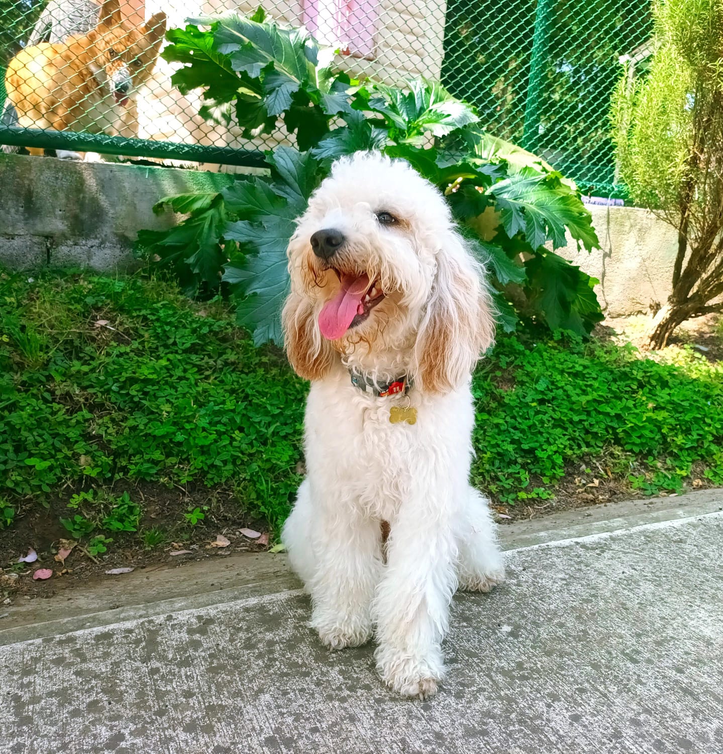 Perro tranquilo y sociable, listo para conocer al equipo
