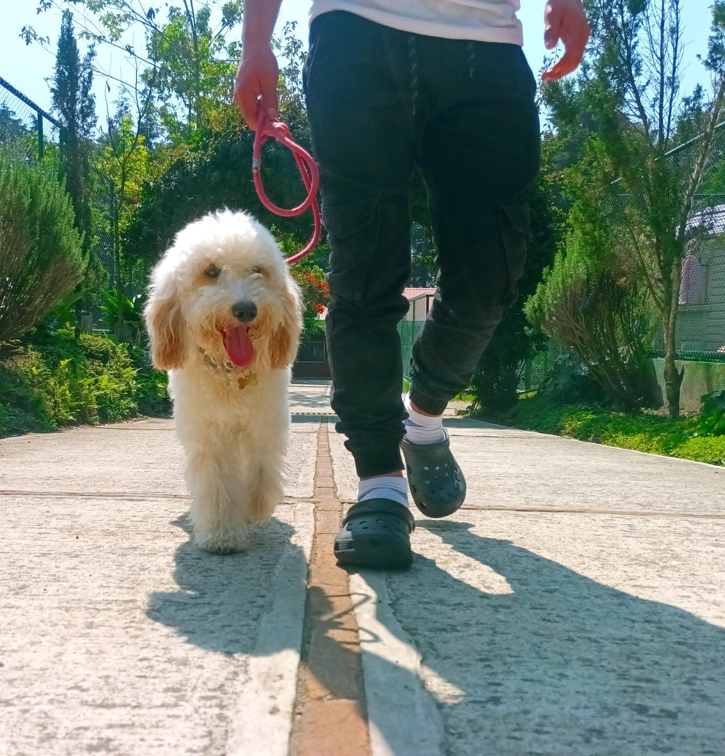 Paseador llevando a un perro con leash por un sendero verde